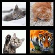 4 Pics 1 Word 3 Letters Answers Cat