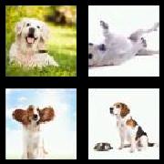 4 Pics 1 Word 3 Letters Answers Dog