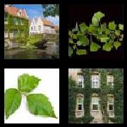 4 Pics 1 Word 3 Letters Answers Ivy