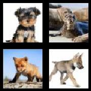 4 Pics 1 Word 3 Letters Answers Pup