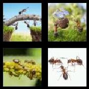 4 Pics 1 Word 4 Letters Answers Ants