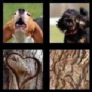 4 Pics 1 Word 4 Letters Answers Bark
