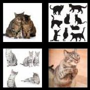 4 Pics 1 Word 4 Letters Answers Cats