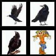 4 Pics 1 Word 4 Letters Answers Crow