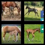 4 Pics 1 Word 4 Letters Answers Foal