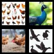 4 Pics 1 Word 4 Letters Answers Fowl