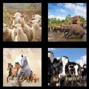 4 Pics 1 Word 4 Letters Answers Herd