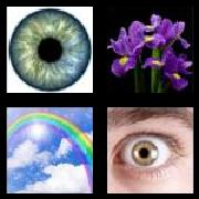 4 Pics 1 Word 4 Letters Answers Iris