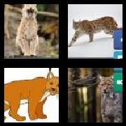 4 Pics 1 Word 4 Letters Answers Lynx