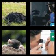 4 Pics 1 Word 4 Letters Answers Mole