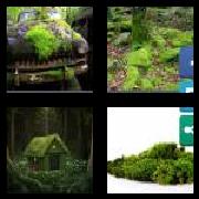 4 Pics 1 Word 4 Letters Answers Moss