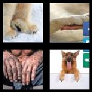 4 Pics 1 Word 4 Letters Answers Paws