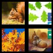 4 Pics 1 Word 5 Letters Answers Acorn