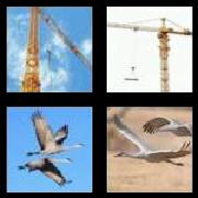 4 Pics 1 Word 5 Letters Answers Crane