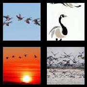 4 Pics 1 Word 5 Letters Answers Geese