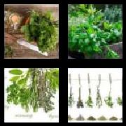 4 Pics 1 Word 5 Letters Answers Herbs