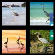 4 Pics 1 Word 5 Letters Answers Heron