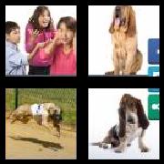 4 Pics 1 Word 5 Letters Answers Hound