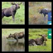 4 Pics 1 Word 5 Letters Answers Moose