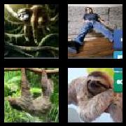 4 Pics 1 Word 5 Letters Answers Sloth