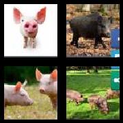 4 Pics 1 Word 5 Letters Answers Swine