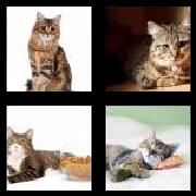 4 Pics 1 Word 5 Letters Answers Tabby