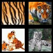 4 Pics 1 Word 5 Letters Answers Tiger