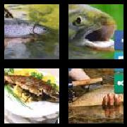 4 Pics 1 Word 5 Letters Answers Trout