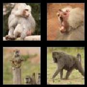 4 Pics 1 Word 6 Letters Answers Baboon