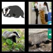 4 Pics 1 Word 6 Letters Answers Badger