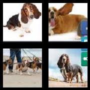 4 Pics 1 Word 6 Letters Answers Basset