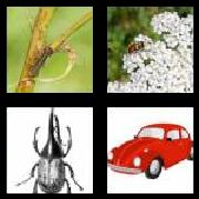 4 Pics 1 Word 6 Letters Answers Beetle