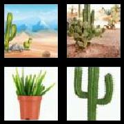 4 Pics 1 Word 6 Letters Answers Cactus