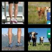 4 Pics 1 Word 6 Letters Answers Calves