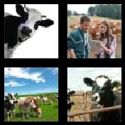 4 Pics 1 Word 6 Letters Answers Cattle