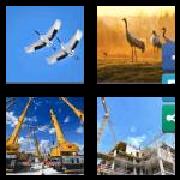 4 Pics 1 Word 6 Letters Answers Cranes