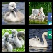 4 Pics 1 Word 6 Letters Answers Cygnet