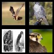 4 Pics 1 Word 6 Letters Answers Falcon