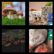 4 Pics 1 Word 6 Letters Answers Fungus