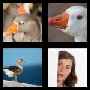 4 Pics 1 Word 6 Letters Answers Gander