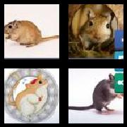 4 Pics 1 Word 6 Letters Answers Gerbil