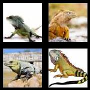 4 Pics 1 Word 6 Letters Answers Iguana