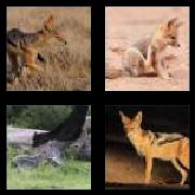 4 Pics 1 Word 6 Letters Answers Jackal