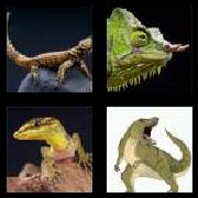 4 Pics 1 Word 6 Letters Answers Lizard