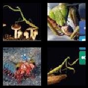 4 Pics 1 Word 6 Letters Answers Mantis