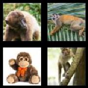 4 Pics 1 Word 6 Letters Answers Monkey