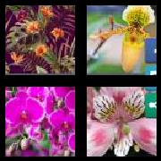 4 Pics 1 Word 6 Letters Answers Orchid