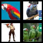 4 Pics 1 Word 6 Letters Answers Parrot