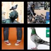 4 Pics 1 Word 6 Letters Answers Pigeon
