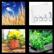 4 Pics 1 Word 6 Letters Answers Plants